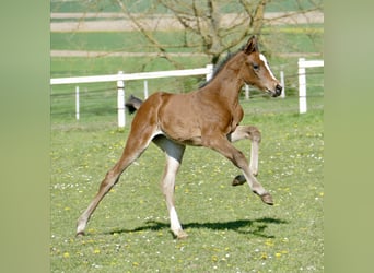 Weitere Warmblüter, Stute, Fohlen (04/2026), 170 cm, Brauner