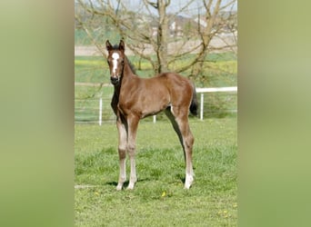 Weitere Warmblüter, Stute, Fohlen (04/2026), 170 cm, Brauner
