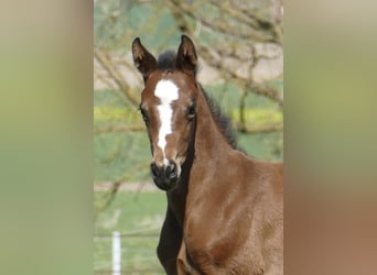 Weitere Warmblüter, Stute, Fohlen (04/2026), 170 cm, Brauner