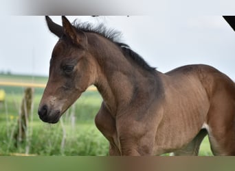 Weitere Warmblüter, Stute, , 170 cm, Dunkelbrauner