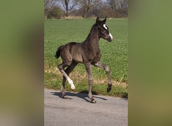 Weitere Warmblüter, Stute, Fohlen (03/2026), 170 cm, Rappe