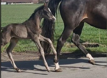 Weitere Warmblüter, Stute, Fohlen (03/2026), 170 cm, Rappe
