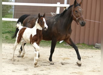 Weitere Warmblüter, Stute, , 170 cm, Schecke