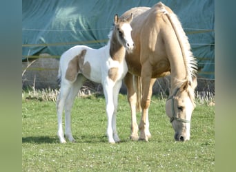 Weitere Warmblüter, Stute, Fohlen (03/2026), 170 cm, Schecke