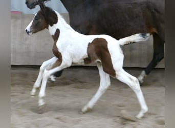 Weitere Warmblüter, Stute, , 170 cm, Schecke