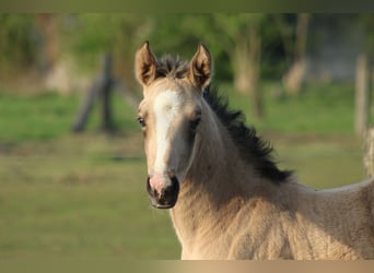 Weitere Warmblüter, Stute, Fohlen (03/2025), Buckskin