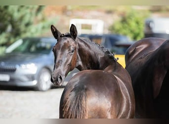 Weitere Warmblüter, Stute, Fohlen (04/2025), Dunkelbrauner