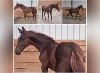Weitere Warmblüter, Stute, Fohlen (05/2026), Dunkelfuchs