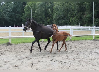 Weitere Warmblüter, Stute, Fohlen (03/2023), Fuchs