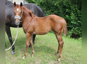 Weitere Warmblüter, Stute, Fohlen (03/2023), Fuchs