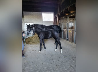 Weitere Warmblüter, Stute, Fohlen (06/2024), Rappe