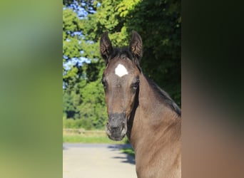 Weitere Warmblüter, Stute, Fohlen (06/2024), Rappe