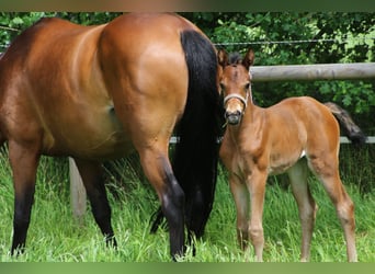 Weitere Warmblüter, Stute, 