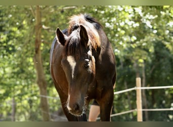 Weitere Warmblüter Mix, Unbekannt, 1 Jahr