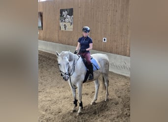 Weitere Warmblüter, Unbekannt, Fohlen (01/2026)