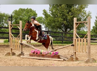 Weitere Warmblüter, Wallach, 10 Jahre, 132 cm, Tobiano-alle-Farben