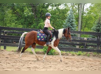 Weitere Warmblüter, Wallach, 10 Jahre, 132 cm, Tobiano-alle-Farben