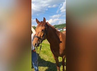 Weitere Warmblüter, Wallach, 10 Jahre, 150 cm, Fuchs