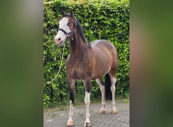 Weitere Warmblüter, Wallach, 10 Jahre, 154 cm, Overo-alle-Farben