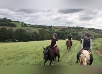 Weitere Warmblüter, Wallach, 10 Jahre, 155 cm, Apfelschimmel