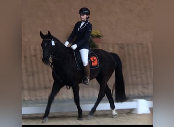 Weitere Warmblüter, Wallach, 10 Jahre, 155 cm, Apfelschimmel