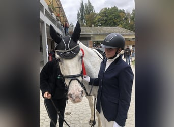 Weitere Warmblüter, Wallach, 10 Jahre, 155 cm, Apfelschimmel