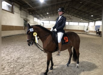 Weitere Warmblüter, Wallach, 10 Jahre, 155 cm, Apfelschimmel