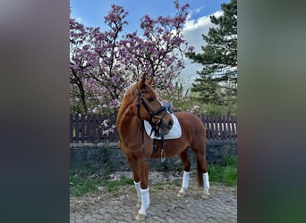 Weitere Warmblüter Mix, Wallach, 10 Jahre, 156 cm, Fuchs