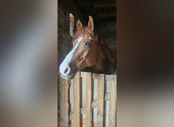 Weitere Warmblüter Mix, Wallach, 10 Jahre, 157 cm, Fuchs