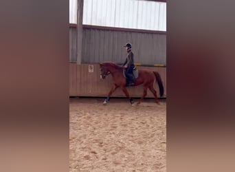 Weitere Warmblüter Mix, Wallach, 10 Jahre, 157 cm, Fuchs