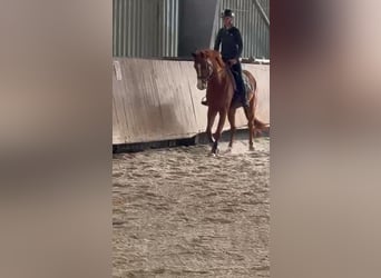 Weitere Warmblüter Mix, Wallach, 10 Jahre, 157 cm, Fuchs