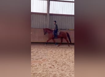 Weitere Warmblüter Mix, Wallach, 10 Jahre, 157 cm, Fuchs