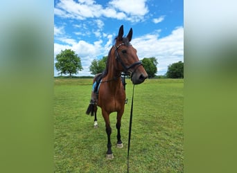Weitere Warmblüter, Wallach, 10 Jahre, 158 cm, Hellbrauner