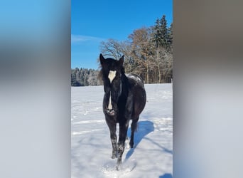 Weitere Warmblüter, Wallach, 10 Jahre, 160 cm, Schwarzbrauner