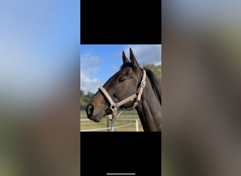 Weitere Warmblüter, Wallach, 10 Jahre, 161 cm, Dunkelbrauner