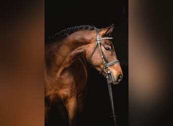 Weitere Warmblüter Mix, Wallach, 10 Jahre, 162 cm, Brauner