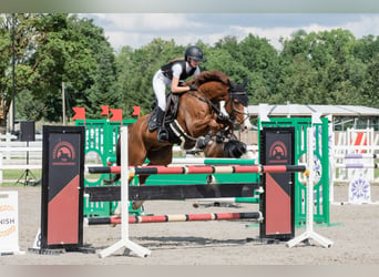 Weitere Warmblüter, Wallach, 10 Jahre, 162 cm, Dunkelfuchs