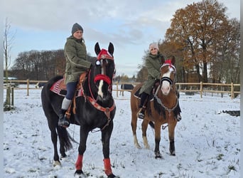 Weitere Warmblüter, Wallach, 10 Jahre, 162 cm, Rappe