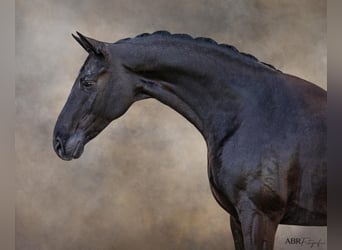 Weitere Warmblüter, Wallach, 10 Jahre, 166 cm, Rappe