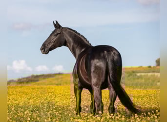 Weitere Warmblüter, Wallach, 10 Jahre, 166 cm, Rappe