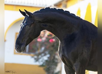 Weitere Warmblüter, Wallach, 10 Jahre, 166 cm, Rappe