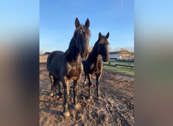 Weitere Warmblüter, Wallach, 10 Jahre, 166 cm, Rappe