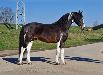 Weitere Warmblüter, Wallach, 10 Jahre, 167 cm, Schecke