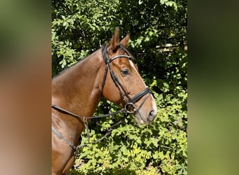 Weitere Warmblüter, Wallach, 10 Jahre, 168 cm, Brauner