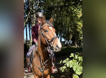 Weitere Warmblüter, Wallach, 10 Jahre, 168 cm, Brauner