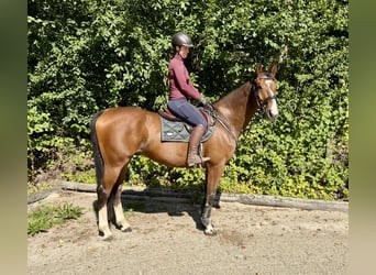 Weitere Warmblüter, Wallach, 10 Jahre, 168 cm, Brauner