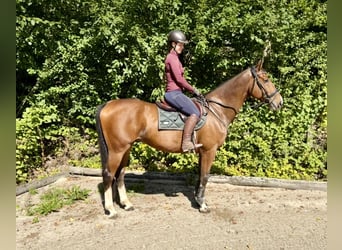 Weitere Warmblüter, Wallach, 10 Jahre, 168 cm, Brauner