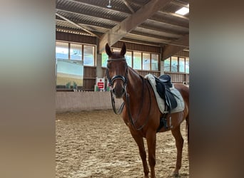 Weitere Warmblüter, Wallach, 10 Jahre, 168 cm, Fuchs
