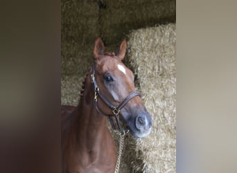 Weitere Warmblüter, Wallach, 10 Jahre, 168 cm, Fuchs