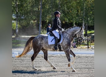 Weitere Warmblüter, Wallach, 10 Jahre, 168 cm, Schimmel